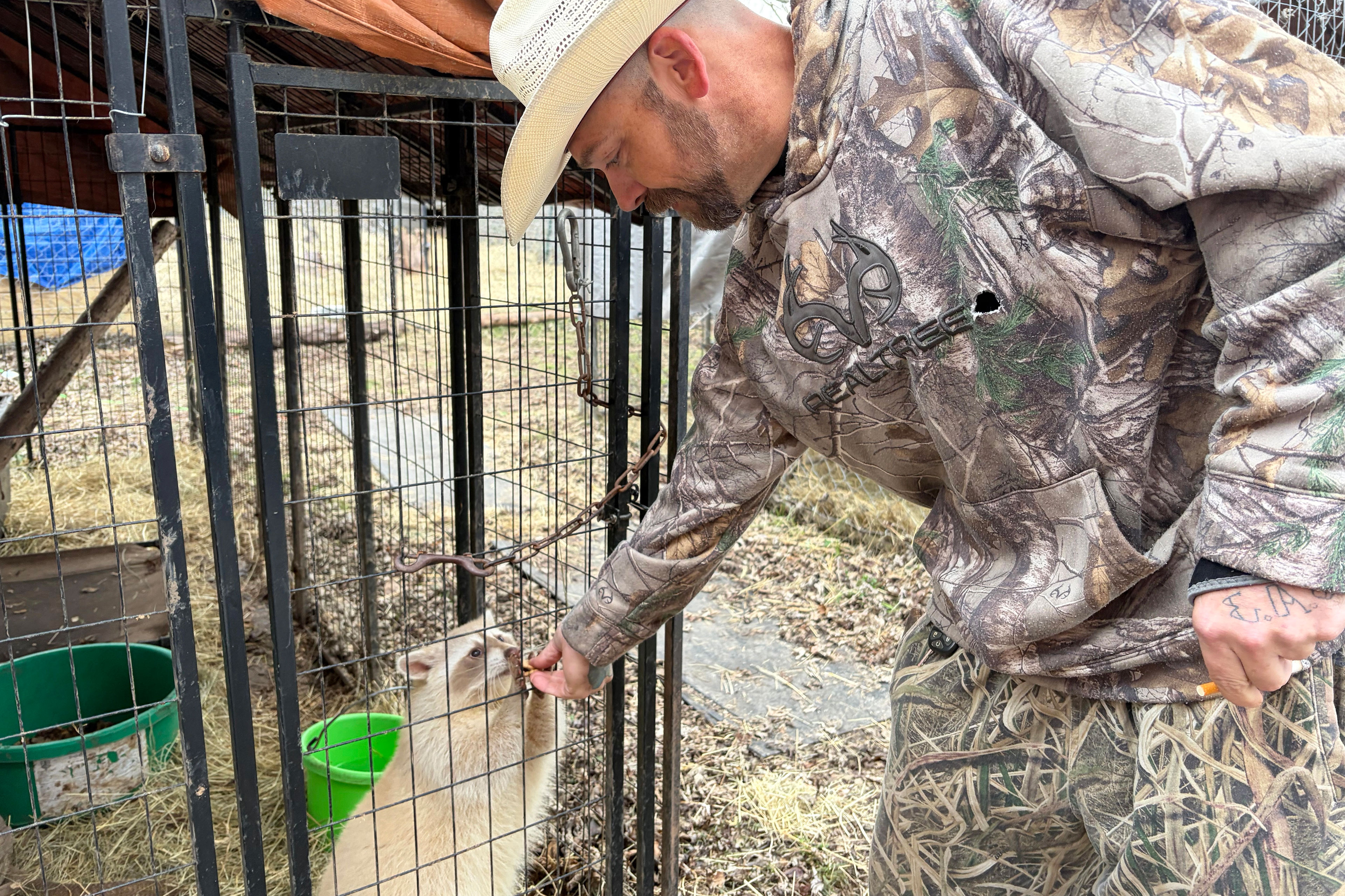 A man wearing a camouflage sweatshirt and pants leans over to hand a piece of food through the bars of a cage to a pale raccoon who takes it with his paws.