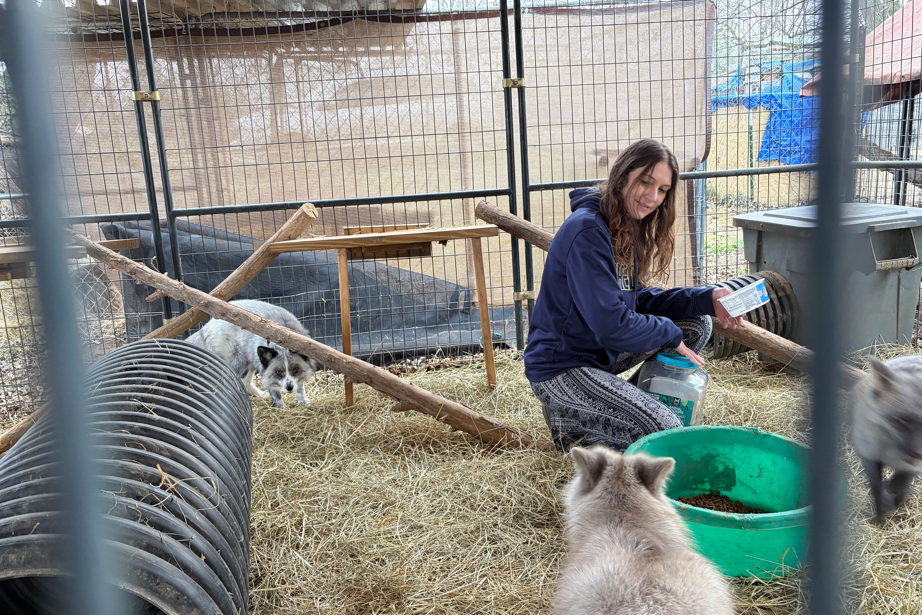 A woman in a dark blue sweatshirt squats in the middle of a cage beside a bin with food in it. Three gray foxes surround her.