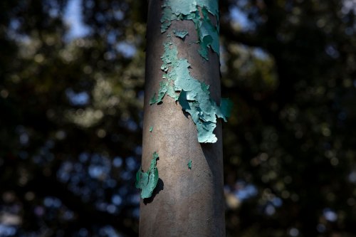 Turquoise paint peels off of a metal pole. Trees are out of focus in the background.