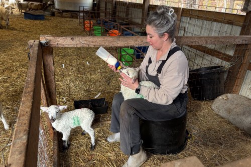 A woman bottle feeds a lamb in her lap. Another lamb is in front of her.