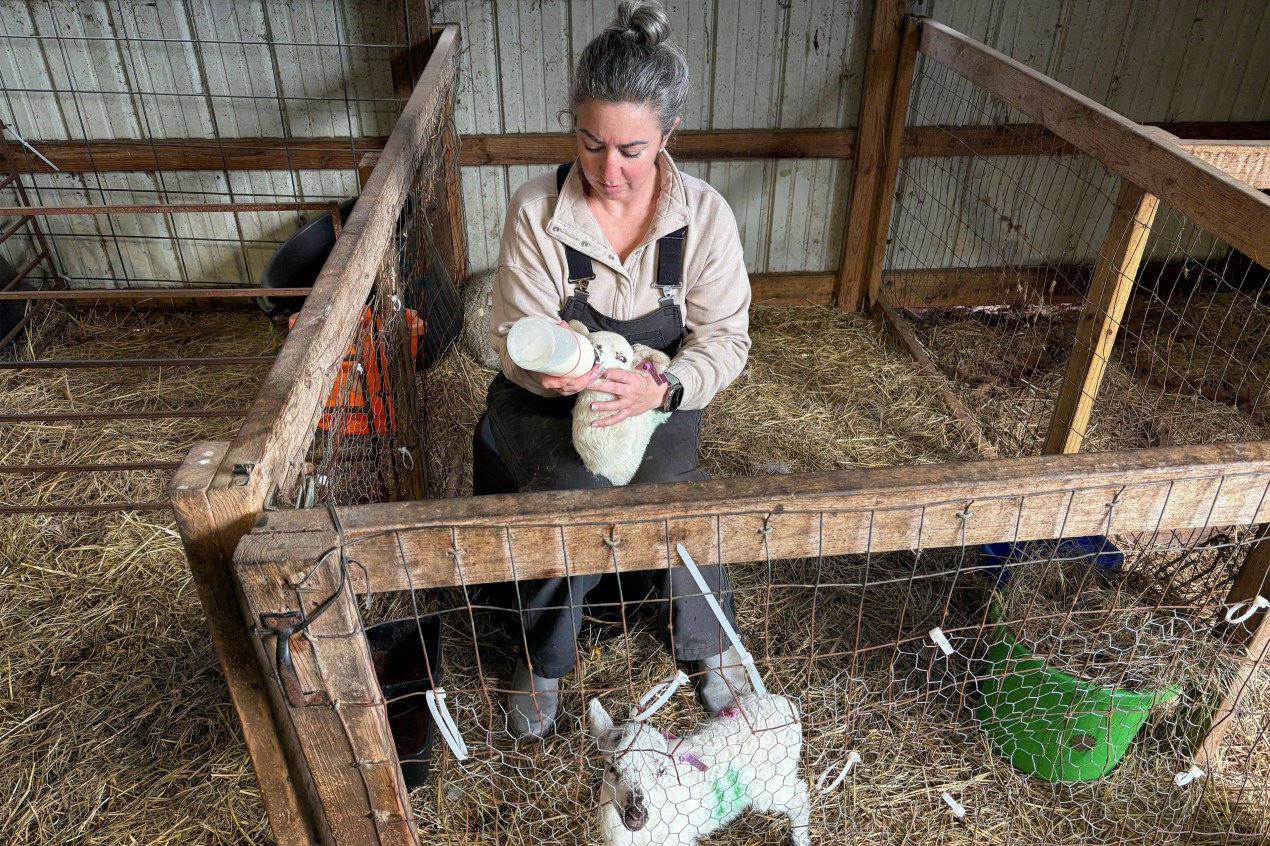 RaDonda Vaught cares for her lambs inside a barn at her farm.