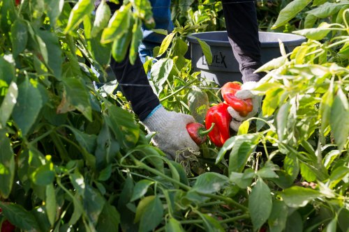 A pair of gloved hands harvesting three red bell peppers.